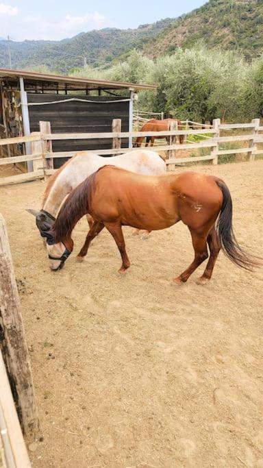 La Stalla, Casa Rustica Nel Ranch Di Cavalli Camporosso  Exterior foto